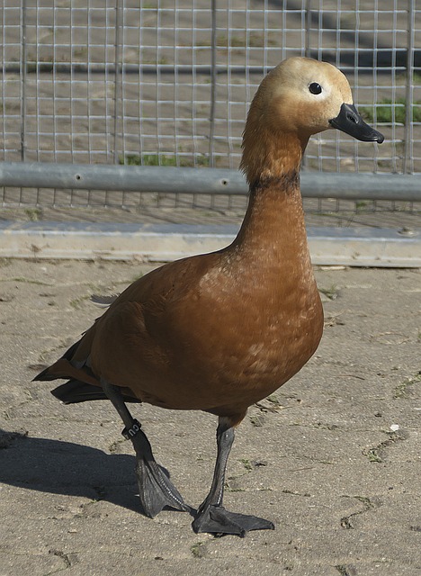莫斯